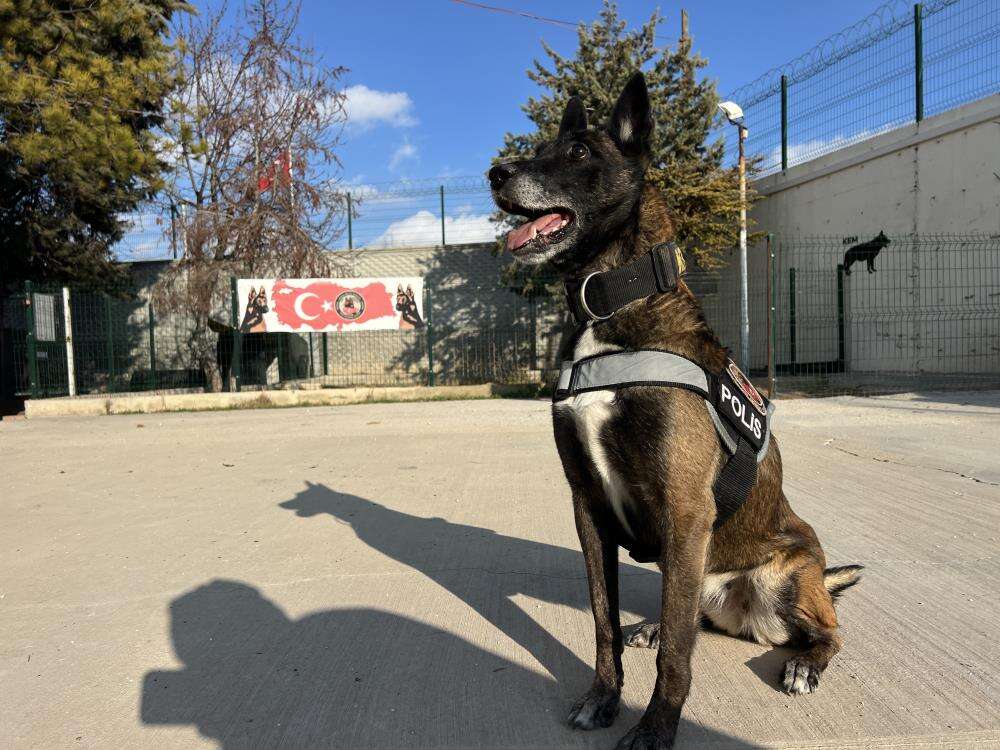 Konya’daki hassas burunların oyunu zehir tacirlerini yakıyor 7